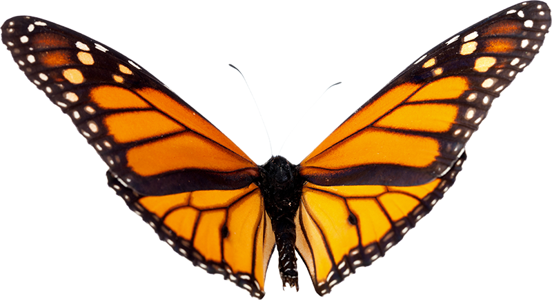 monarch butterfly